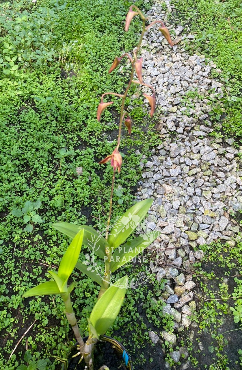 Orchid -Dendrobium curly - Den. Coolidge Cartwright