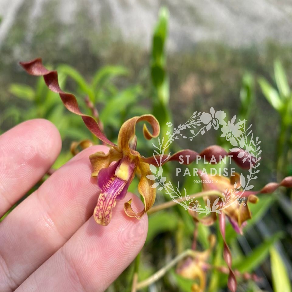 Orchid -Dendrobium curly - Den. Coolidge Cartwright