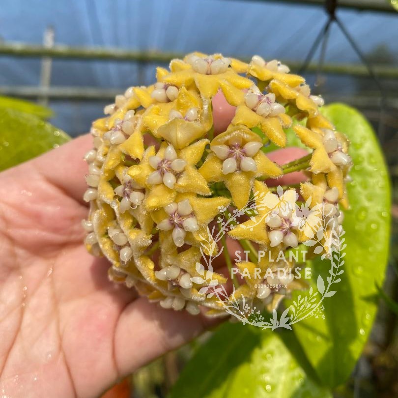 Hoya coriacea sp Sabah
