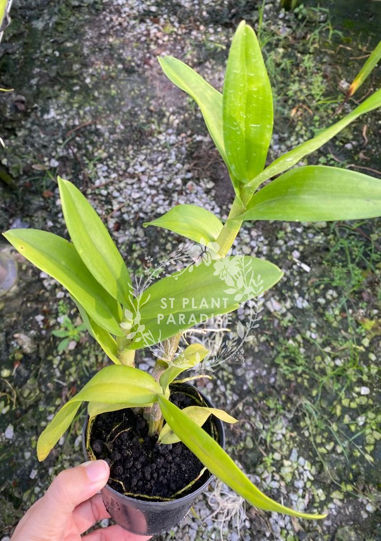 Orchid -Dendrobium curly - Den. Coolidge Cartwright