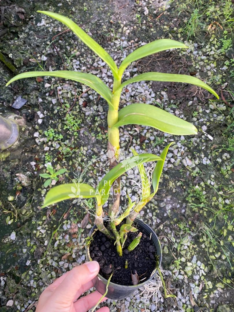 Orchid -Dendrobium curly - Den. Coolidge Cartwright