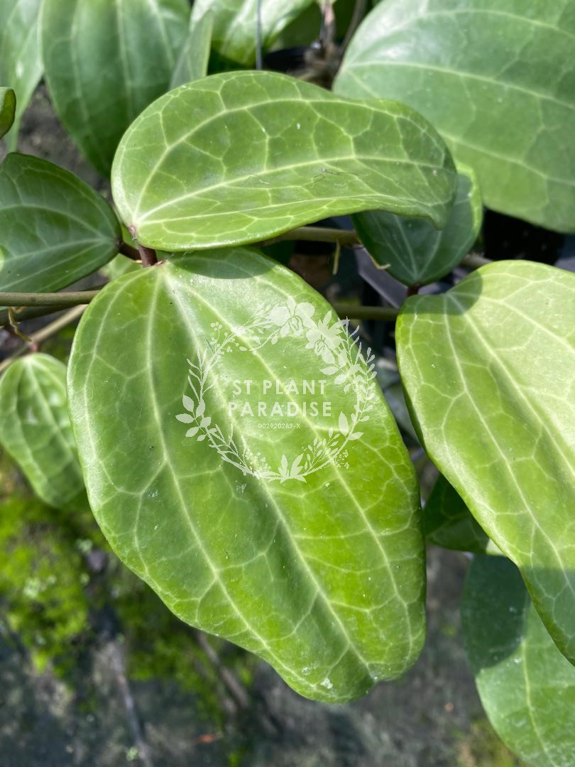 Hoya latifolia (Sp Sarawak) Big Leaves variety