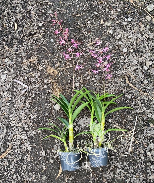 Orchid -Dendrobium curly - Den Penang Little Magic hybrid