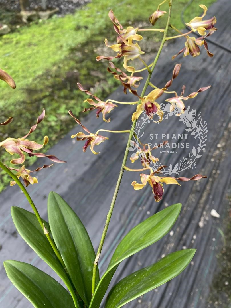Orchid -Dendrobium curly - Den Penang Little Magic hybrid