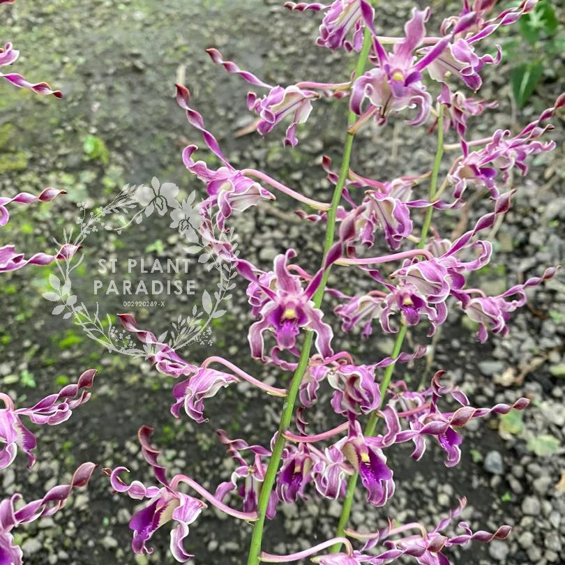 Orchid -Dendrobium curly - Den Penang Little Magic hybrid
