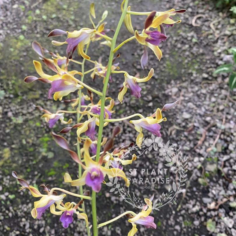 Orchid -Dendrobium curly - Den Penang Little Magic hybrid