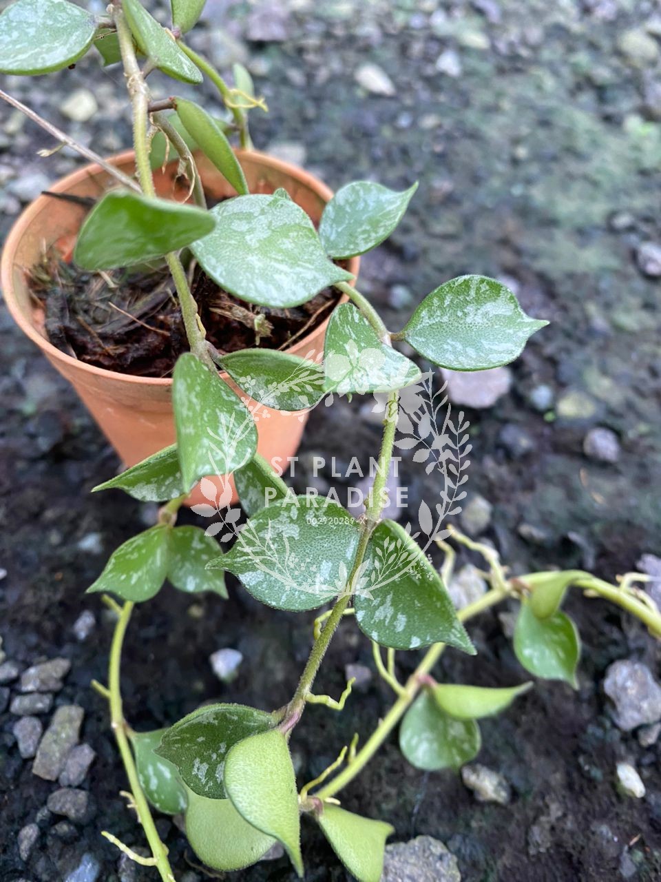 Hoya curtisii