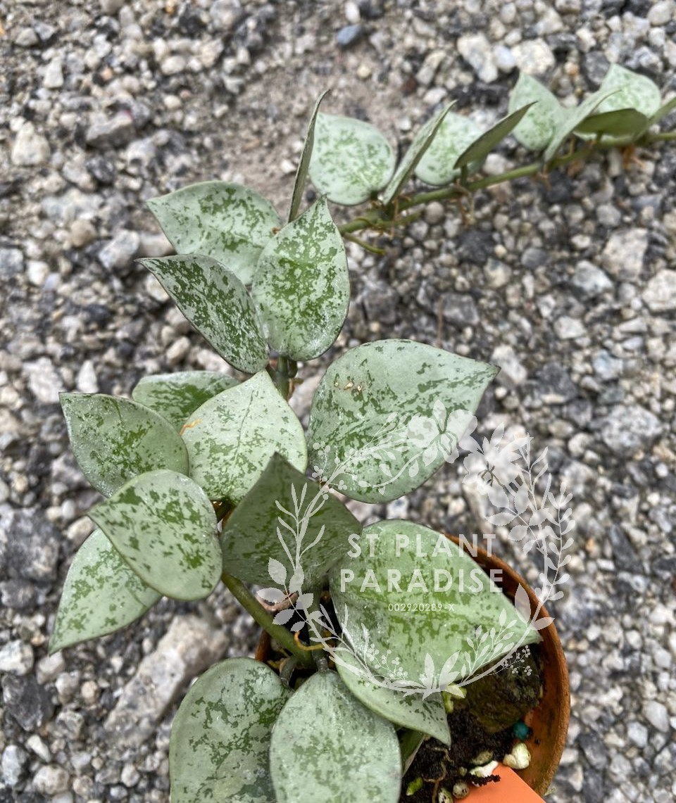 Hoya krohniana eskimo 