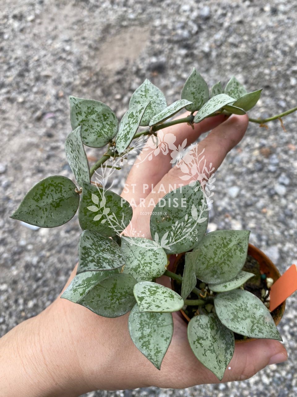 Hoya krohniana eskimo 