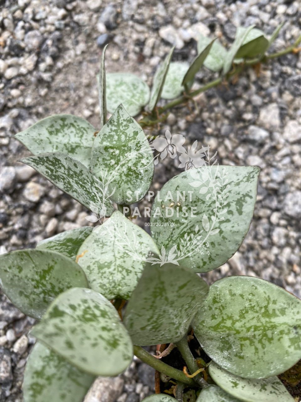 Hoya krohniana eskimo 