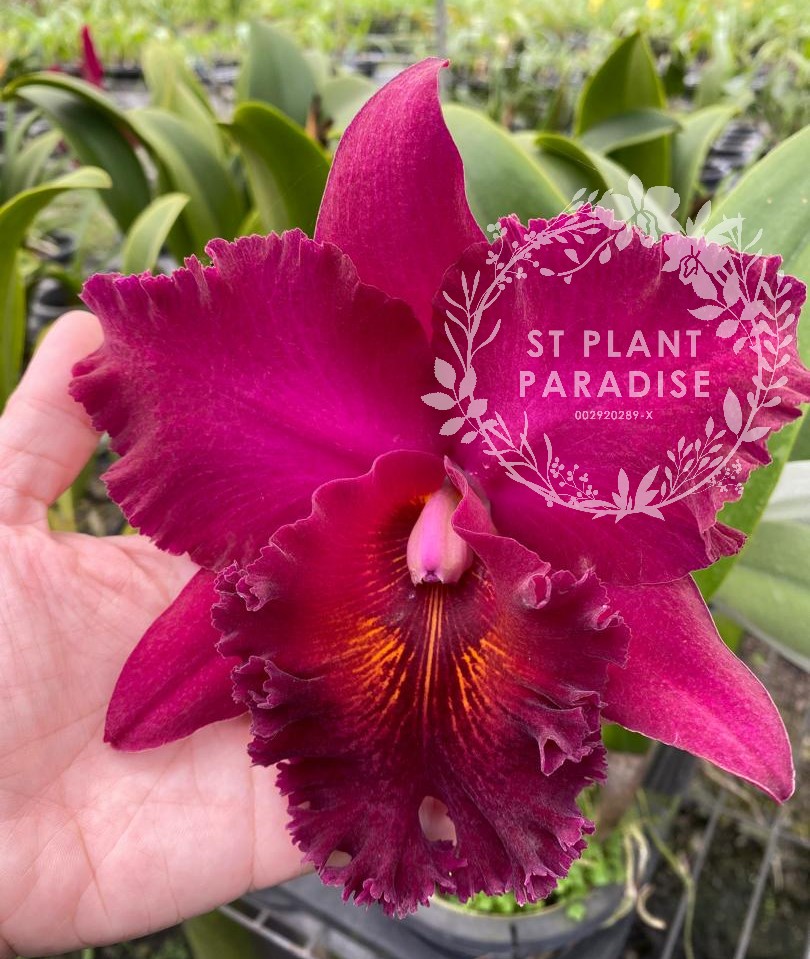 Orchid - Cattleya Rlc. Chia Lin 'New City
