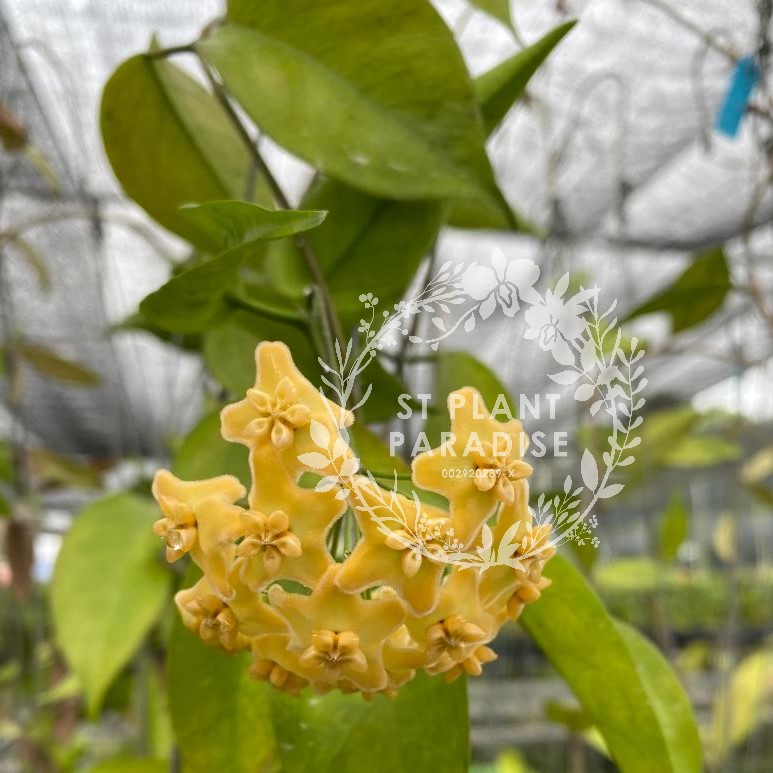 Hoya kenejiana variegated 