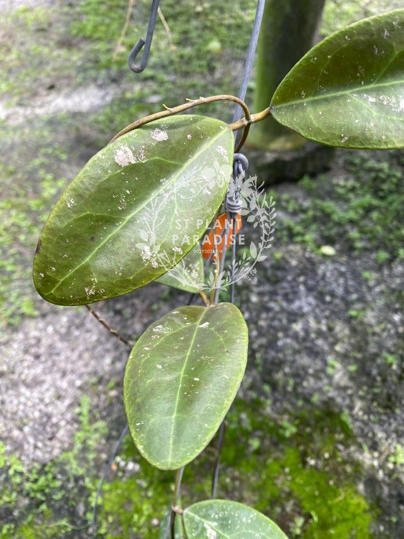 Hoya rintzii Borneo