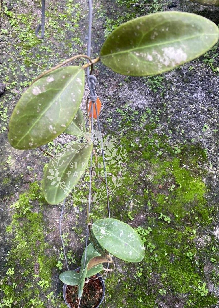 Hoya rintzii Borneo