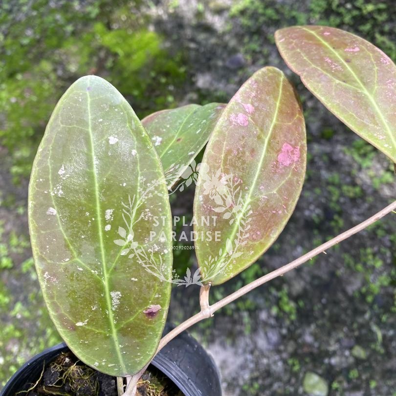 Hoya rintzii Borneo
