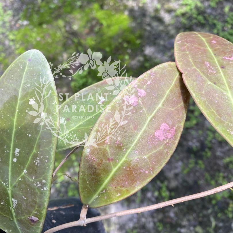 Hoya rintzii Borneo