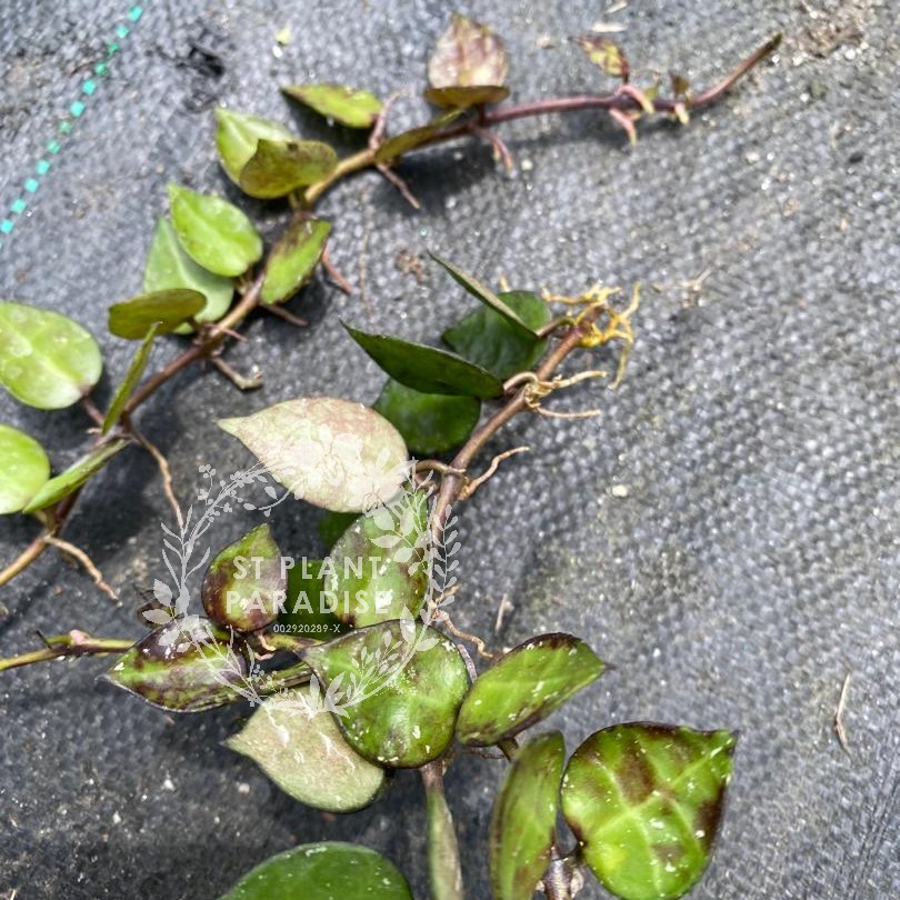 Hoya krohniana 'Black'