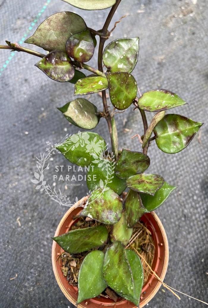 Hoya krohniana 'Black'