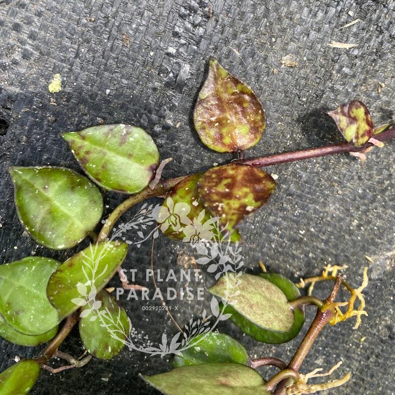 Hoya krohniana 'Black'