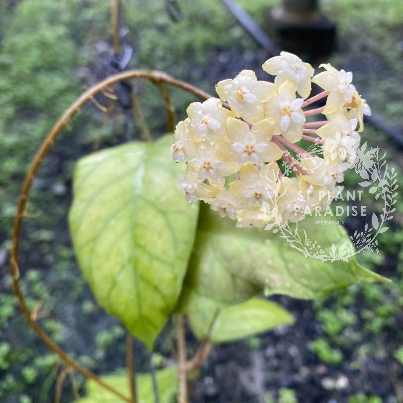 Hoya meredithii