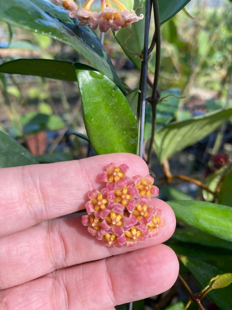 Hoya davidcumingii