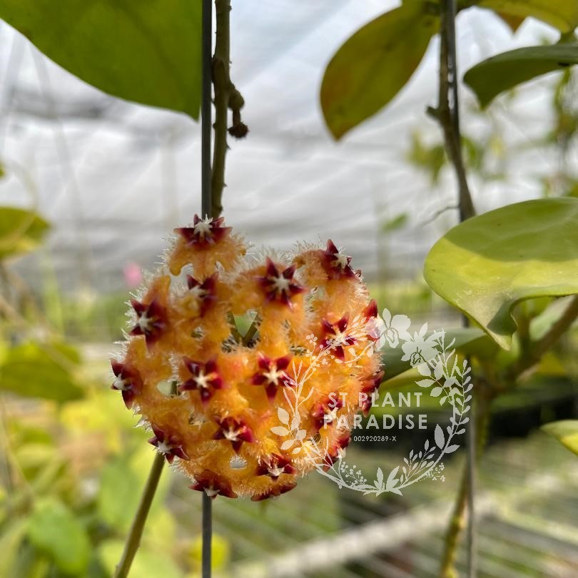 Hoya mindorensis Orange