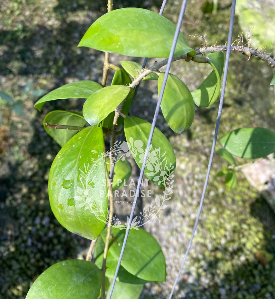 Hoya mindorensis Orange