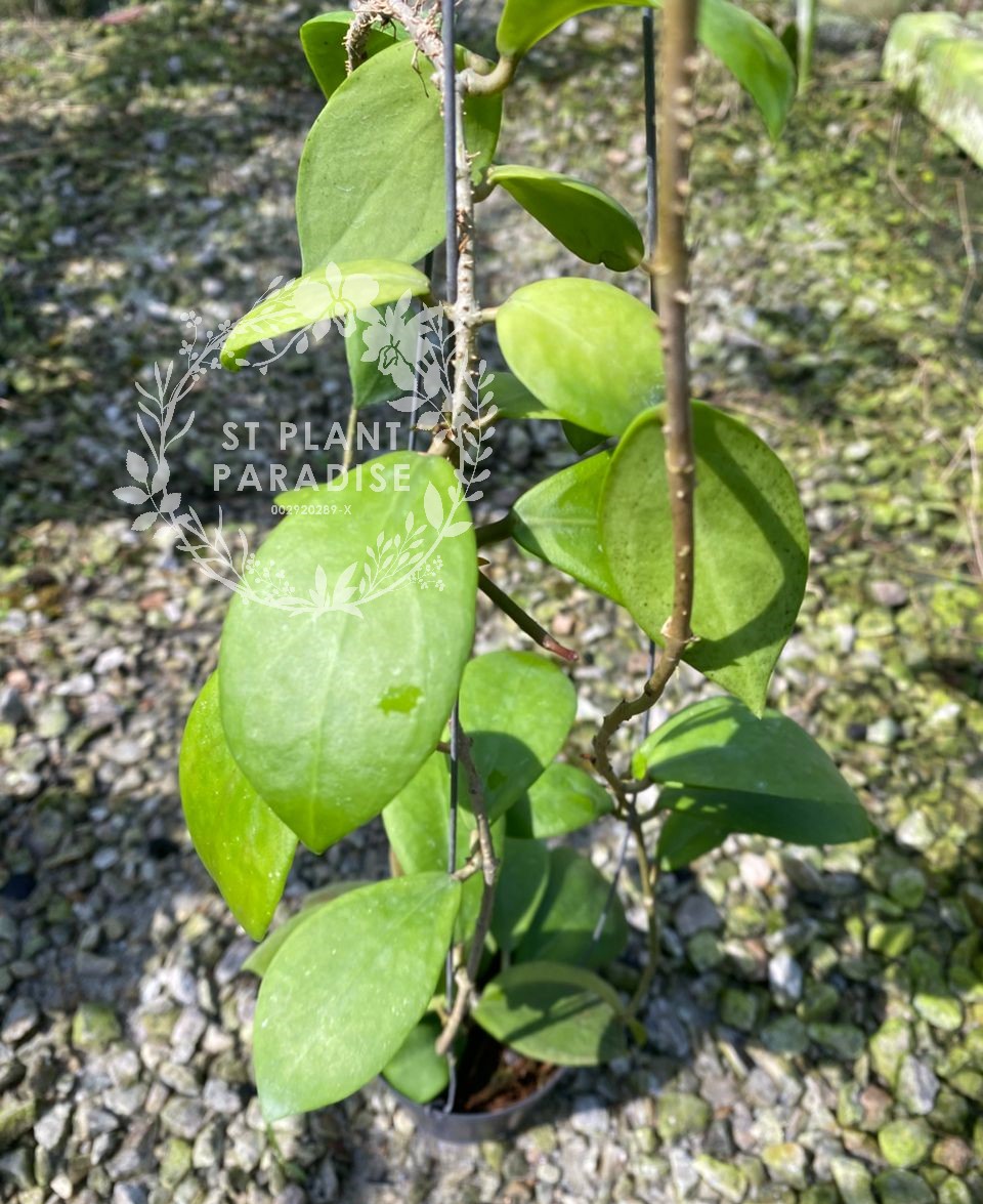 Hoya mindorensis Orange