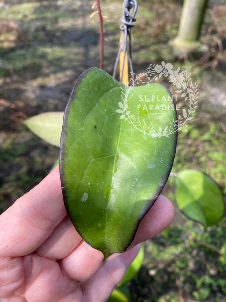 Hoya fusco marginata