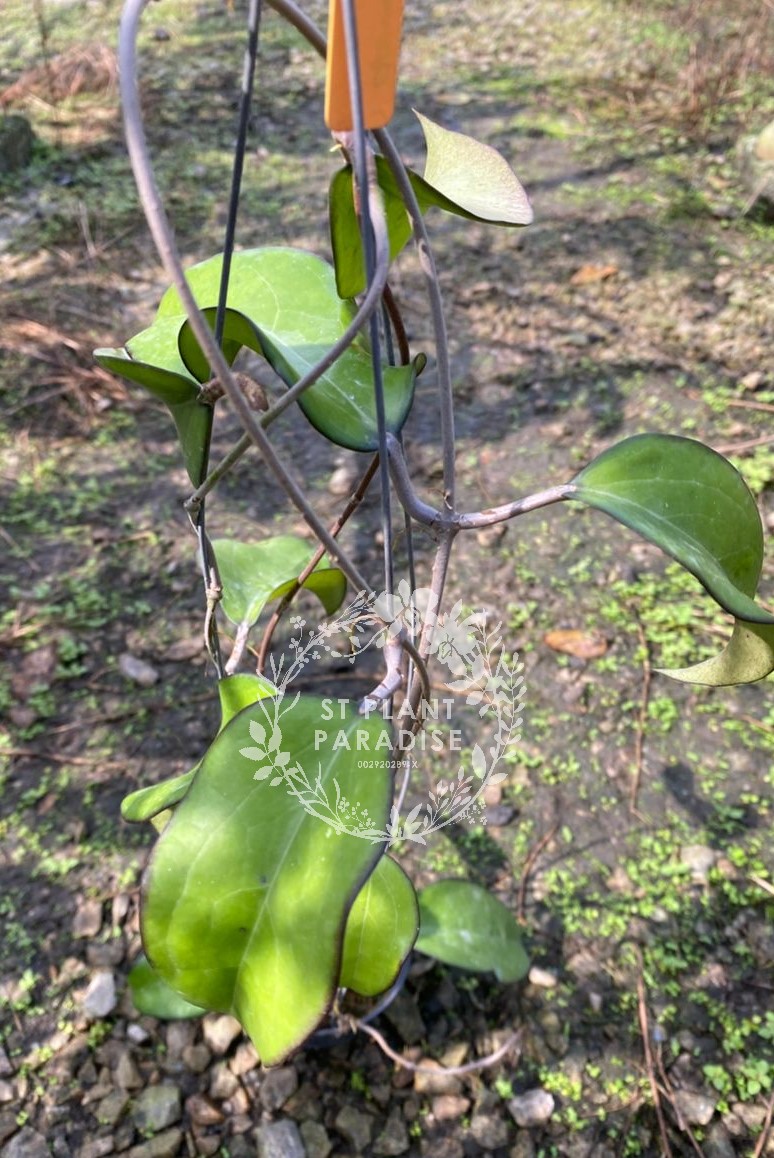 Hoya fusco marginata