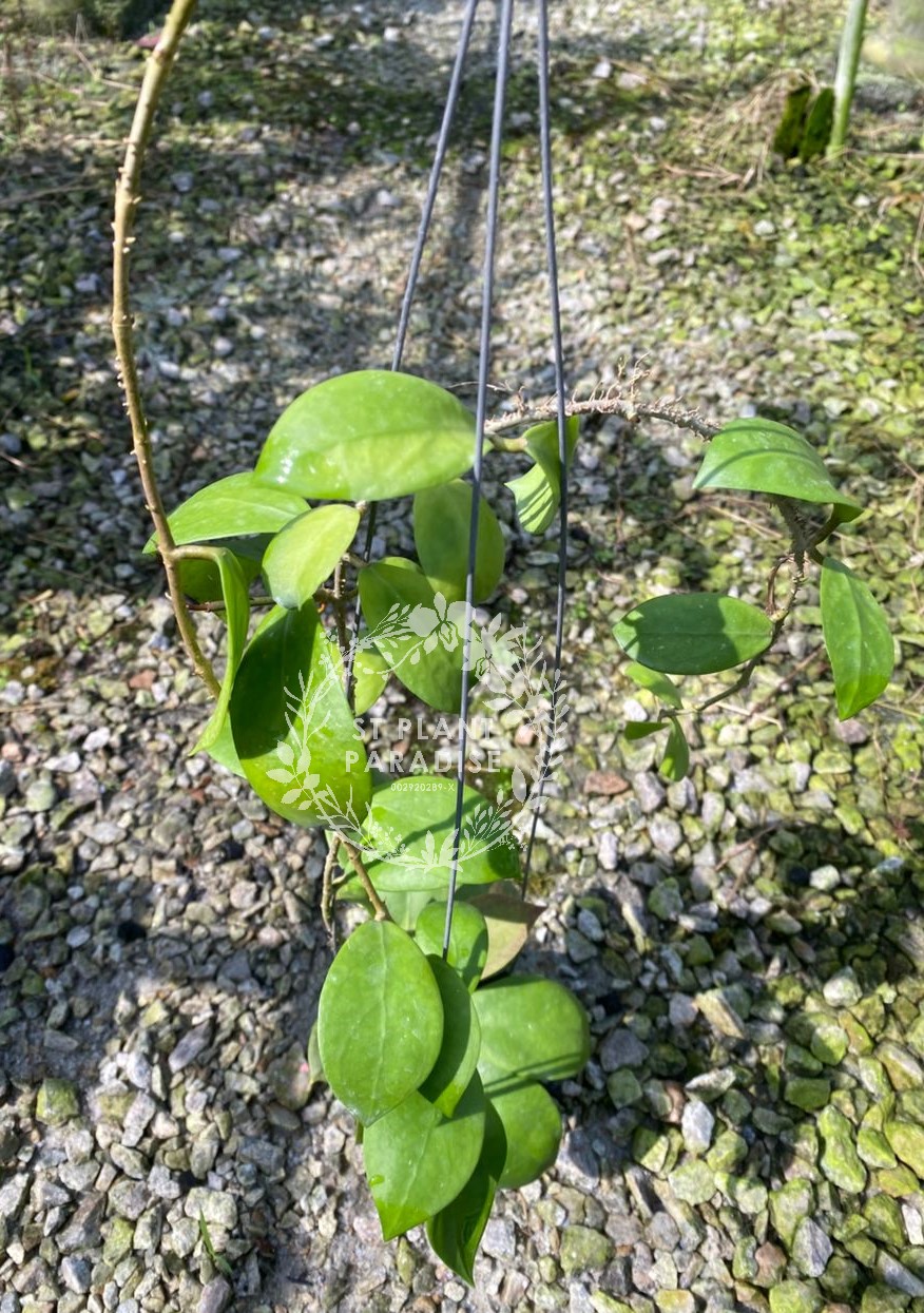 Hoya mindorensis Orange