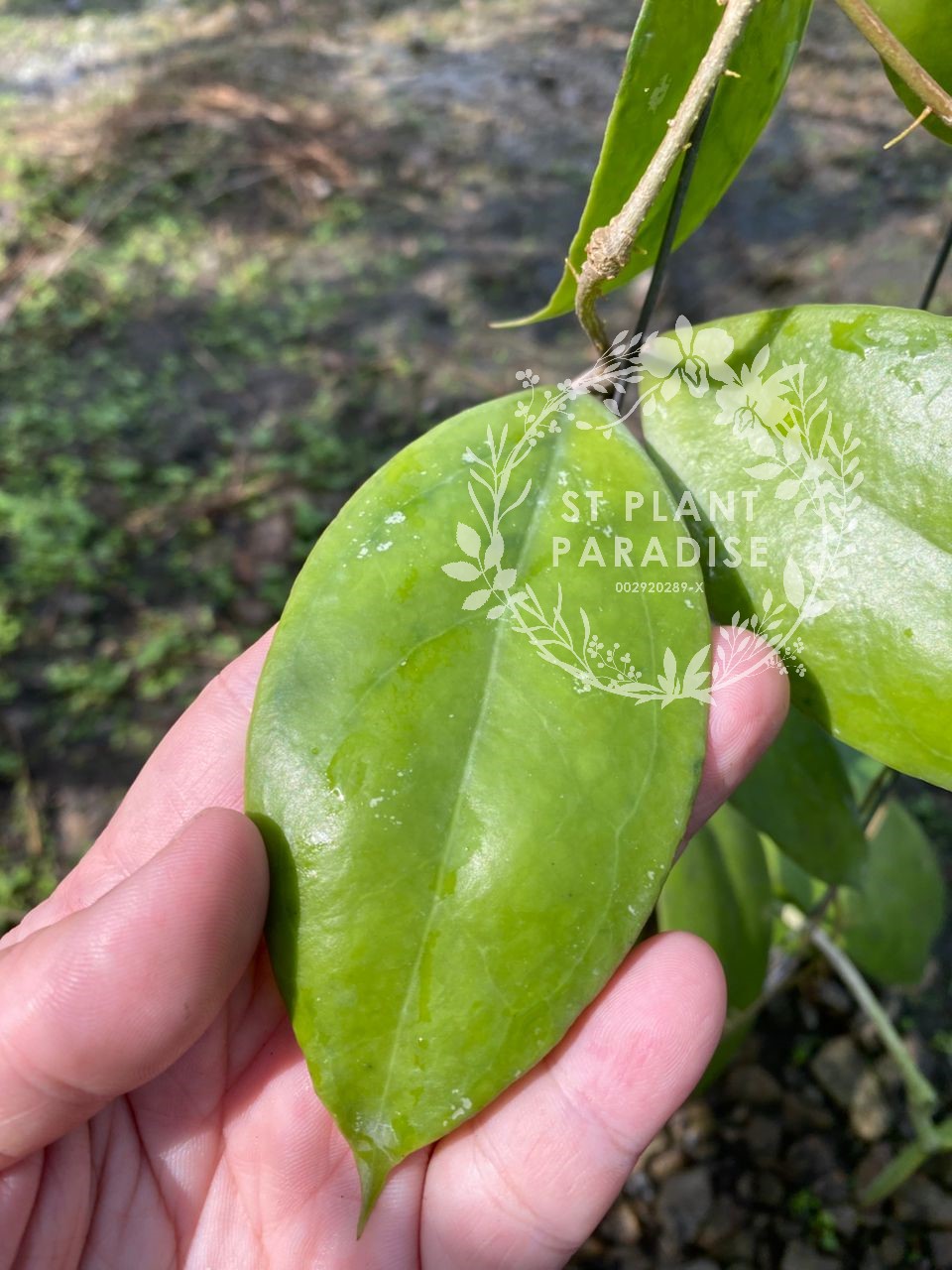 Hoya juannguoana