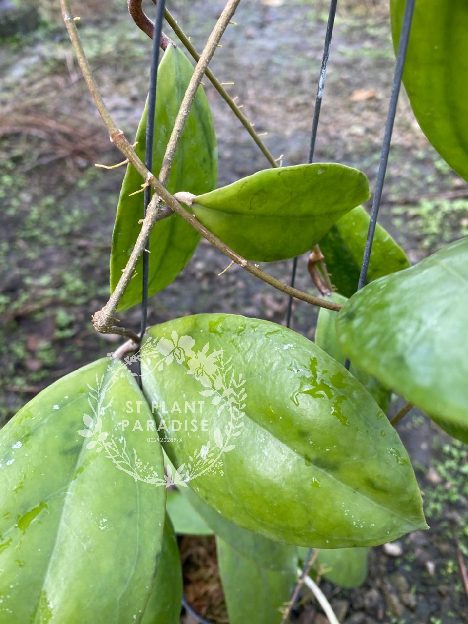 Hoya juannguoana