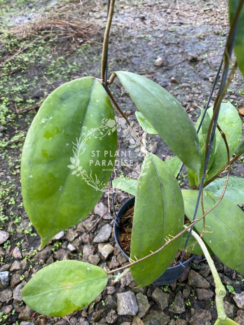 Hoya juannguoana