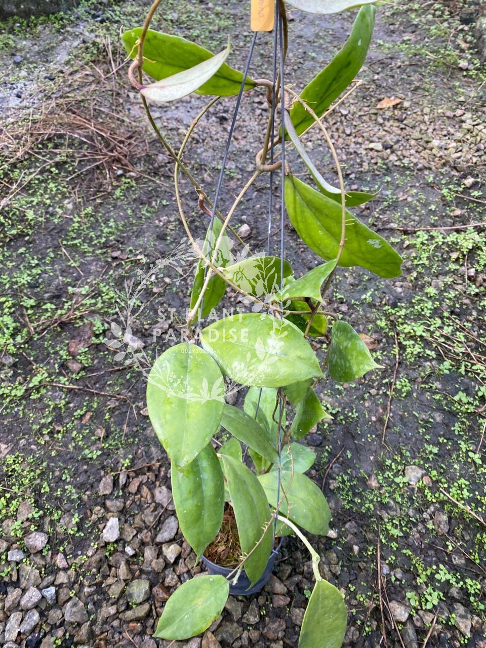 Hoya juannguoana