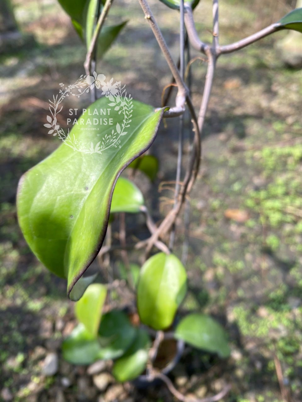 Hoya fusco marginata