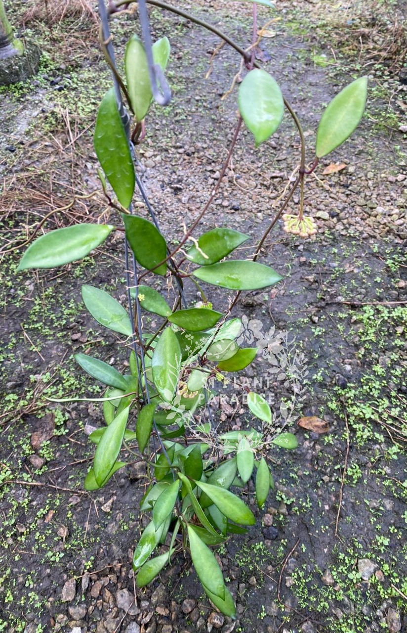 Hoya davidcumingii