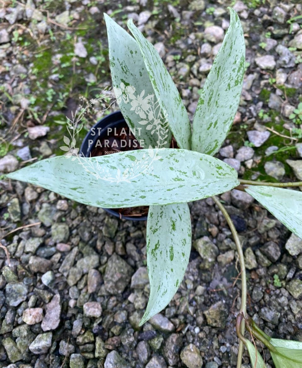 Hoya publicalyx Silver 