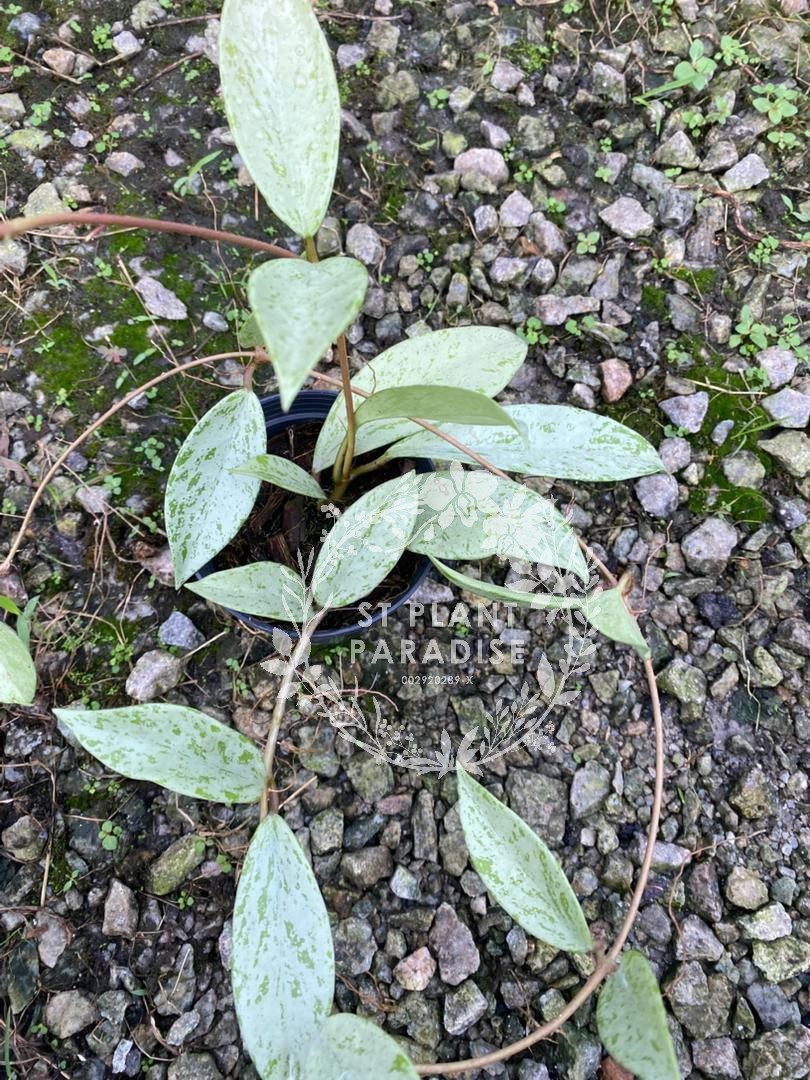 Hoya publicalyx Silver 