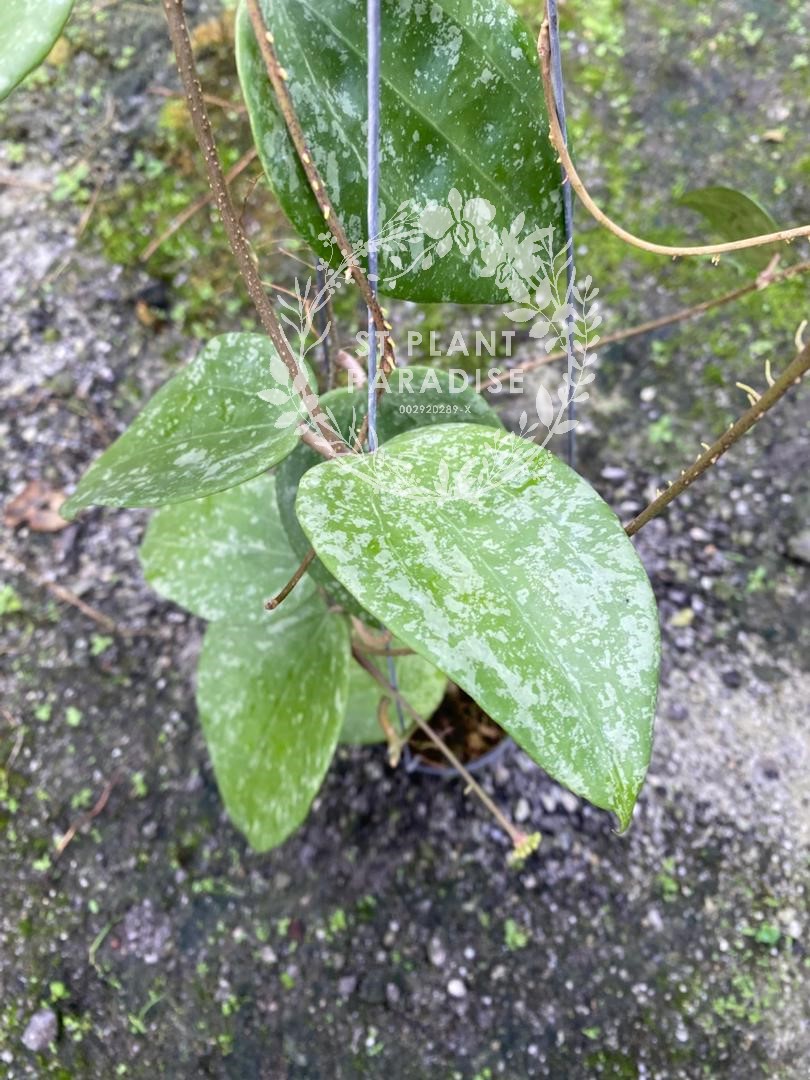 Hoya glabra splash