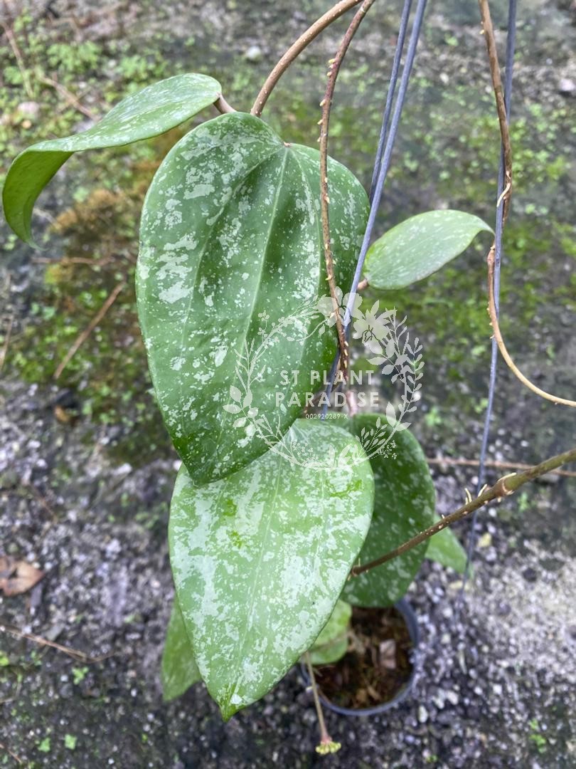 Hoya glabra splash