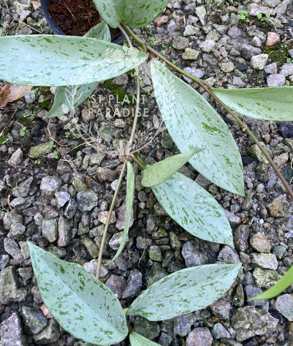 Hoya publicalyx Silver 