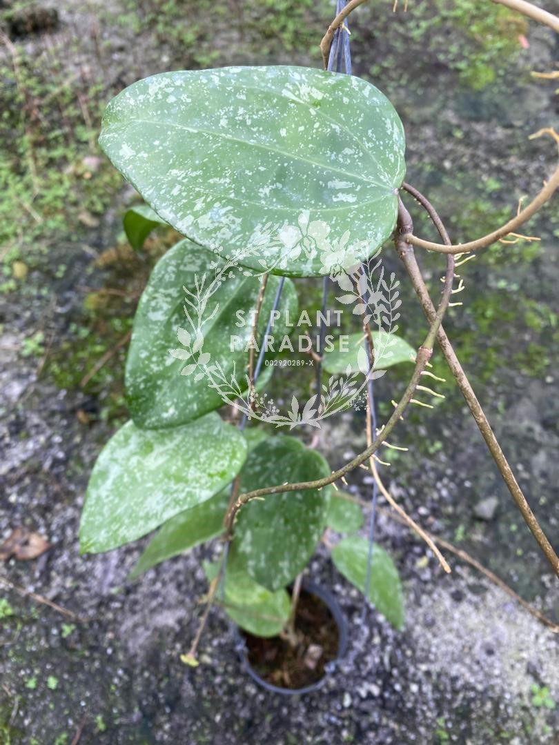 Hoya glabra splash