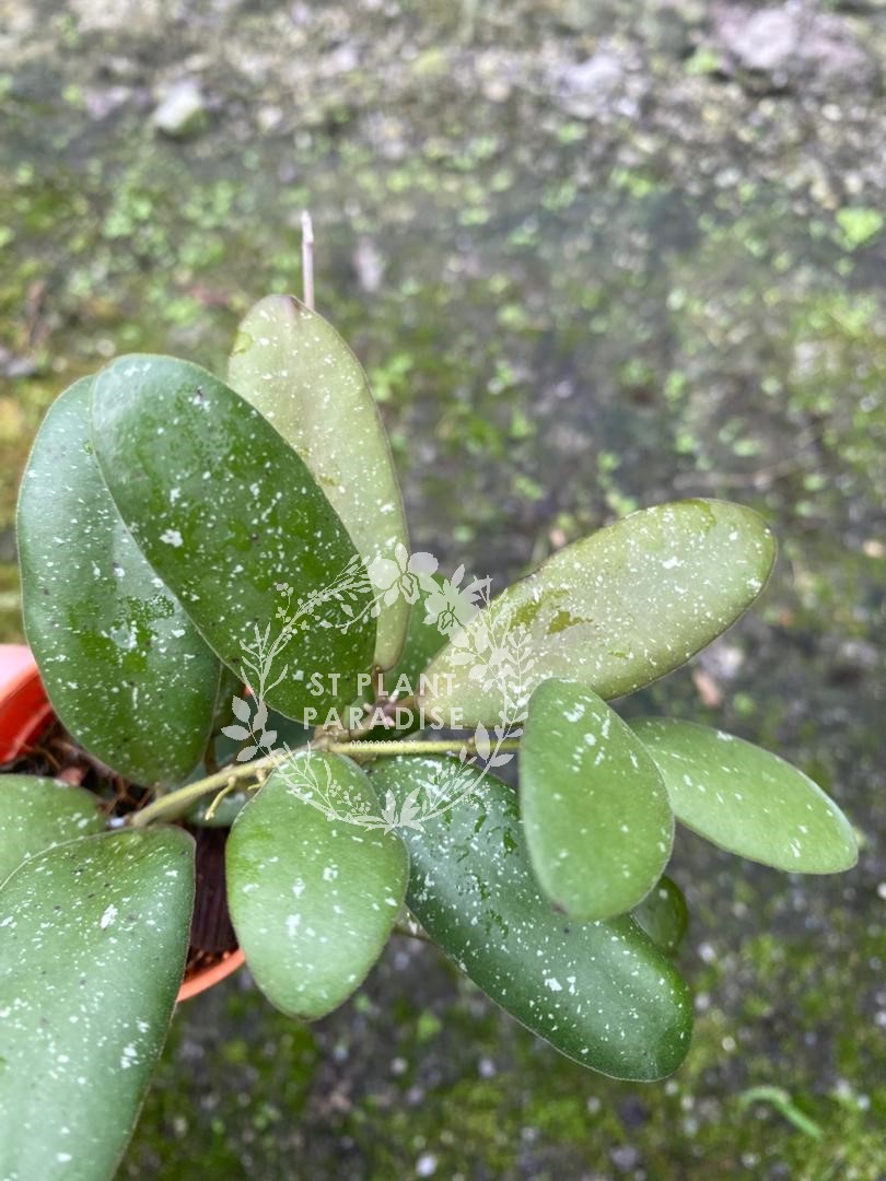 Hoya GPS #7340 (small plant)