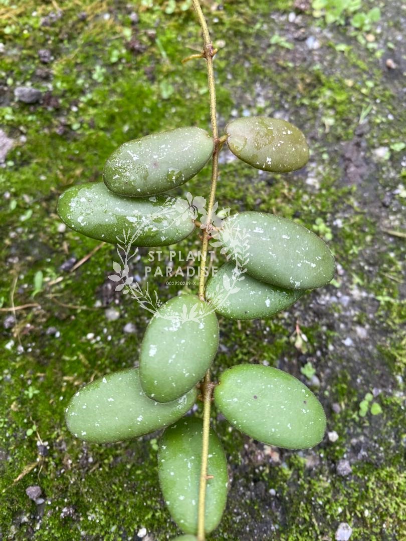 Hoya GPS #7340 (small plant)