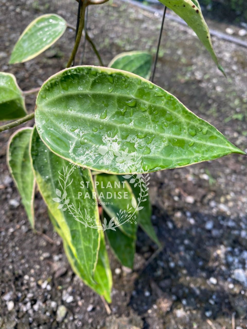 Hoya latifolia var macrophylla albo