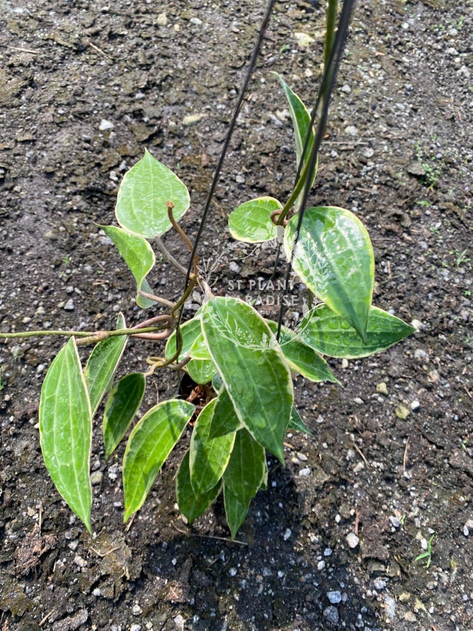 Hoya latifolia var macrophylla albo