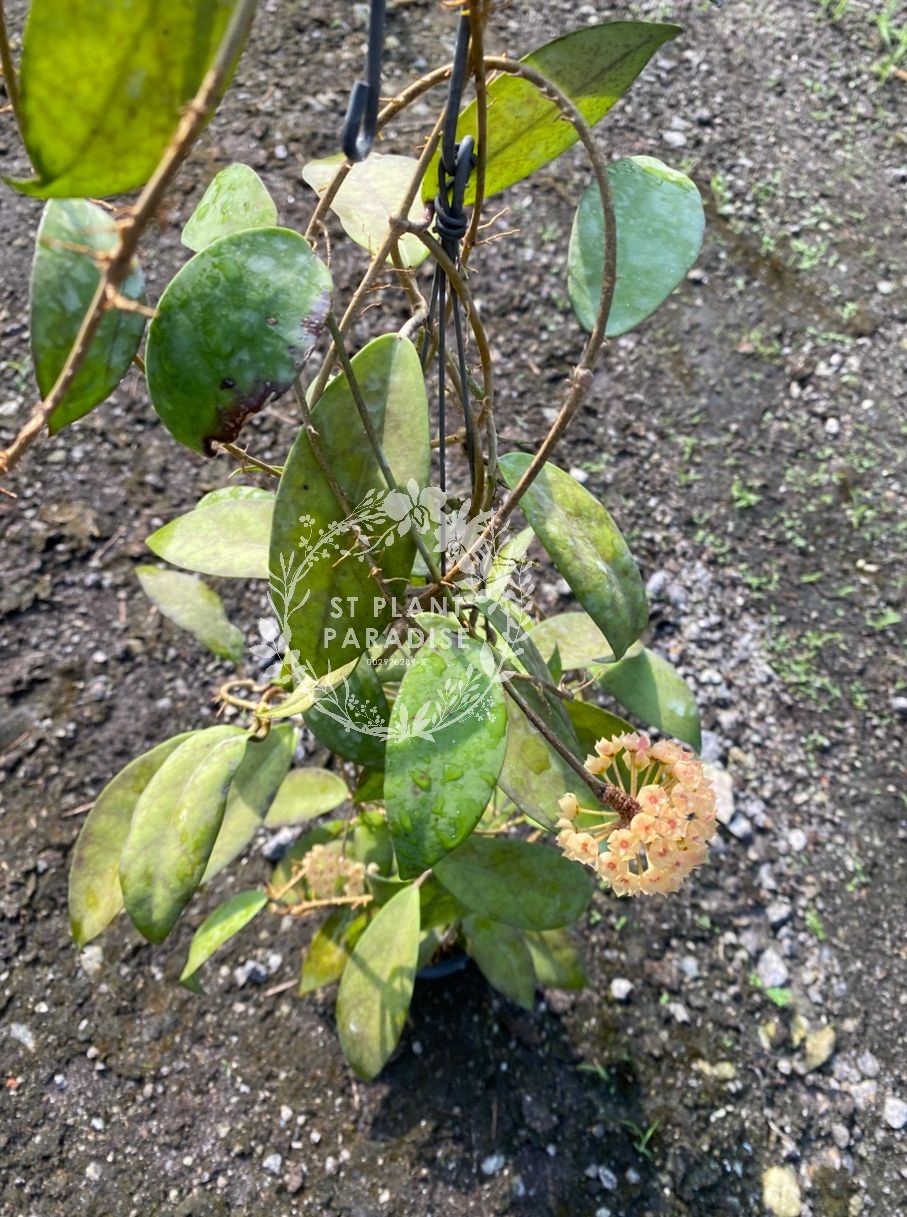 Hoya scortechinii Yellow