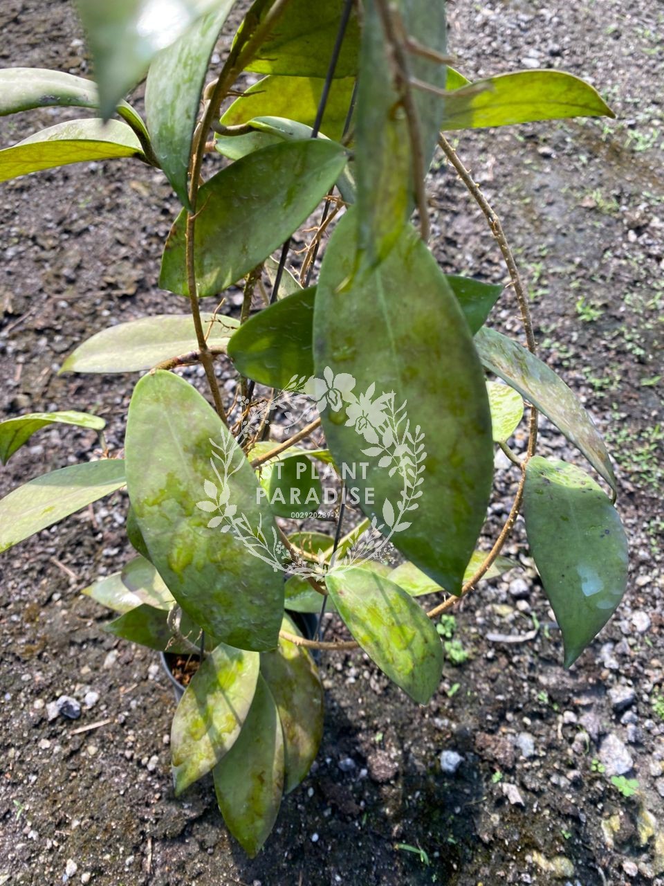 Hoya scortechinii Yellow