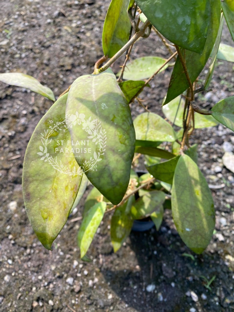 Hoya scortechinii Yellow